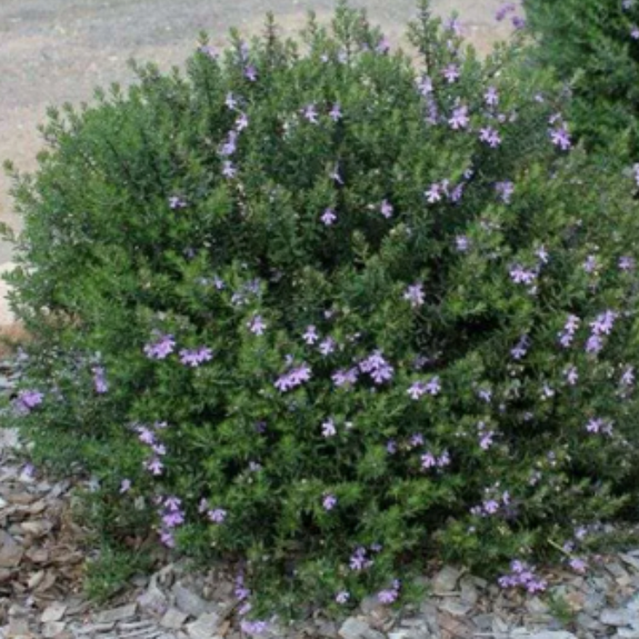 Native Rosemary Plant