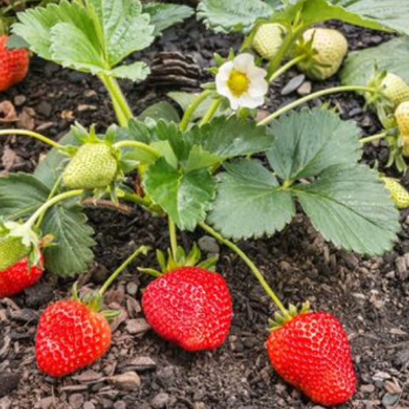 Strawberry Plant