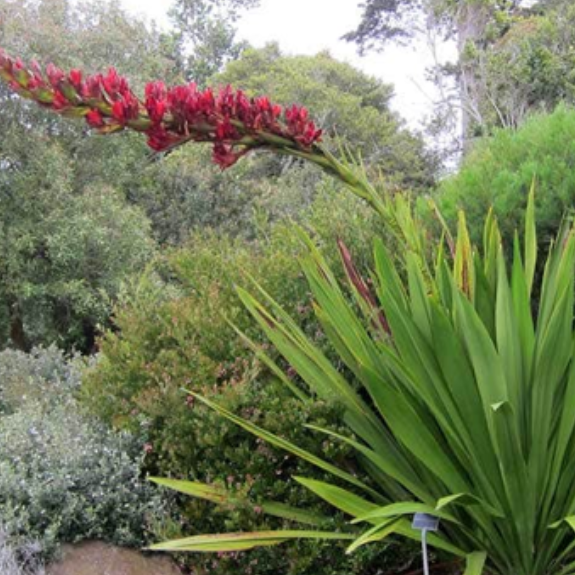Spear Lily Plant