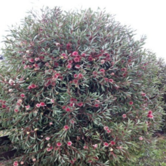 Pincushion Hakea Plant