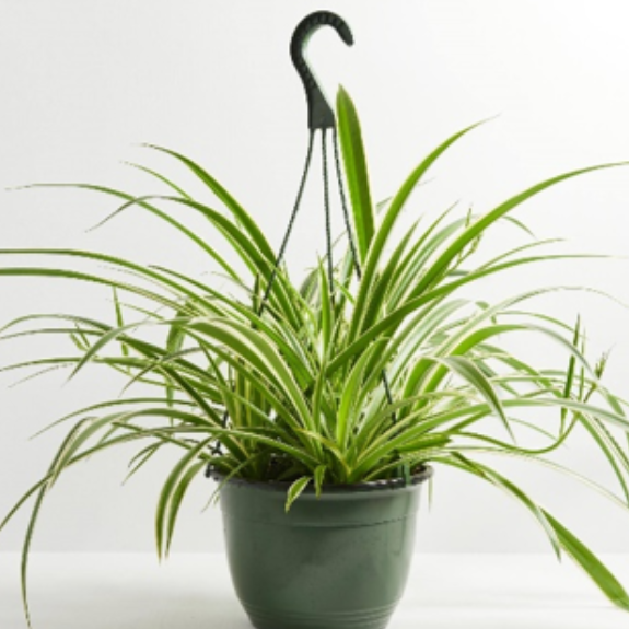 Variegated Spider Plant
