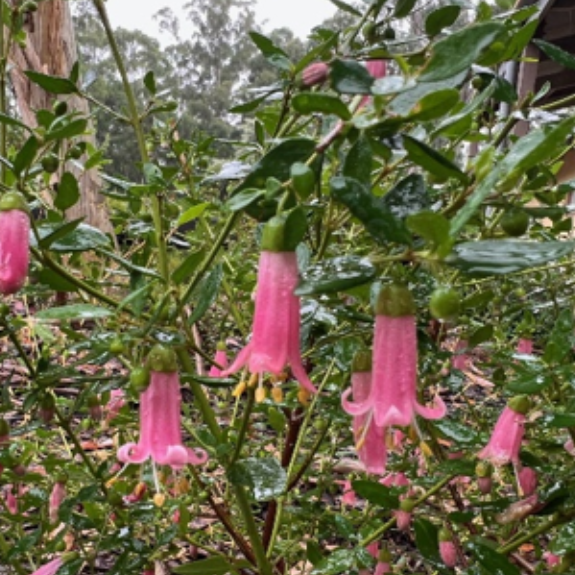 Rock Correa Plant