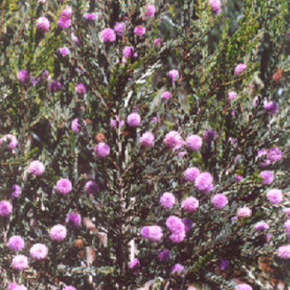 Honey Myrtle Plant