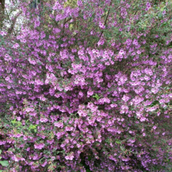 Native Thyme Plant
