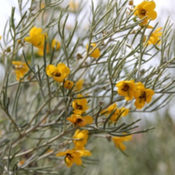 Silver Cassia Plant