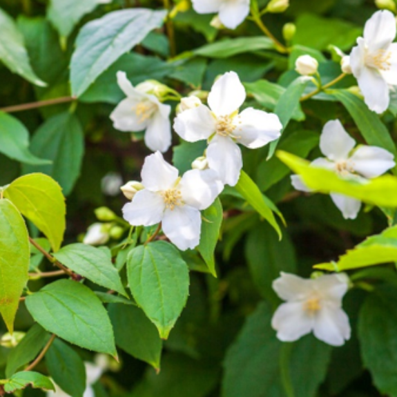 Mock Orange Plant