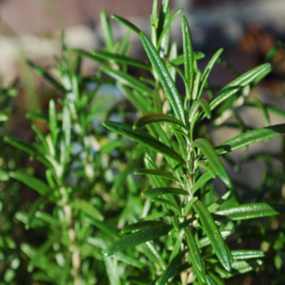 Rosemary Plant