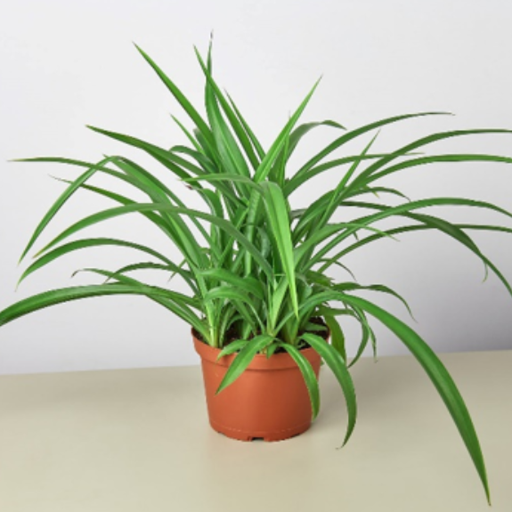 Green Spider Plant