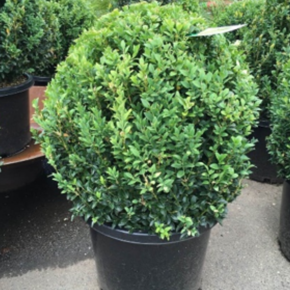 English Box Plant